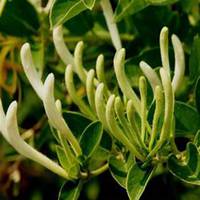 微信金银花头像_高清金银花花朵图片大全