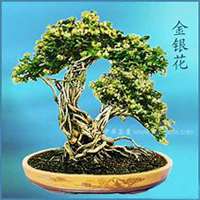 微信金银花头像_高清金银花花朵图片大全