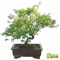 微信金银花头像_高清金银花花朵图片大全