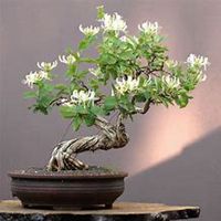 微信金银花头像_高清金银花花朵图片大全