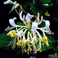 微信金银花头像_高清金银花花朵图片大全