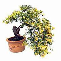 微信金银花头像_高清金银花花朵图片大全