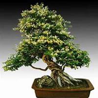 微信金银花头像_高清金银花花朵图片大全