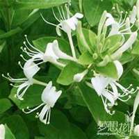 微信金银花头像_高清金银花花朵图片大全