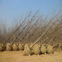 微信银杏树头像_高清银杏树微信头像