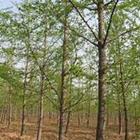 微信银杏树头像_高清银杏树微信头像