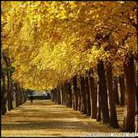 微信银杏树头像_高清银杏树微信头像