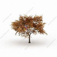 微信银杏树头像_高清银杏树微信头像