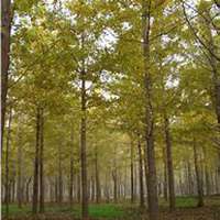 微信银杏树头像_高清银杏树微信头像