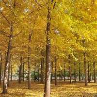 微信银杏树头像_高清银杏树微信头像