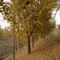 微信银杏树头像_高清银杏树微信头像