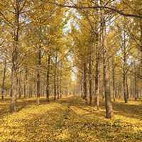 微信银杏树头像_高清银杏树微信头像