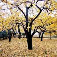 微信银杏树头像_高清银杏树微信头像