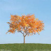 微信银杏树头像_高清银杏树微信头像