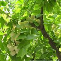 微信银杏树头像_高清银杏树微信头像