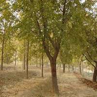 微信银杏树头像_高清银杏树微信头像