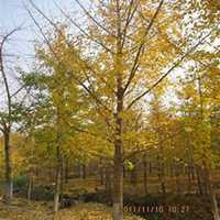 微信银杏树头像_高清银杏树微信头像