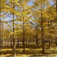 微信银杏树头像_高清银杏树微信头像