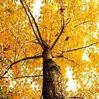 微信银杏树头像_高清银杏树微信头像