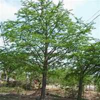 微信银杏树头像_高清银杏树微信头像