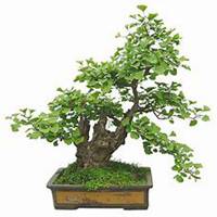 微信银杏树头像_高清银杏树微信头像