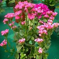 微信长寿花头像_高清长寿花花朵图片大全