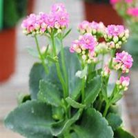 微信长寿花头像_高清长寿花花朵图片大全