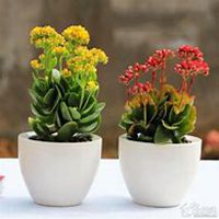 微信长寿花头像_高清长寿花花朵图片大全