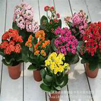 微信长寿花头像_高清长寿花花朵图片大全