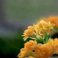 微信长寿花头像_高清长寿花花朵图片大全