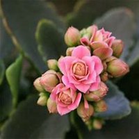 微信长寿花头像_高清长寿花花朵图片大全