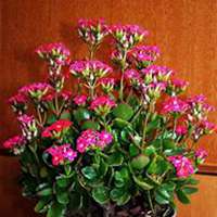 微信长寿花头像_高清长寿花花朵图片大全