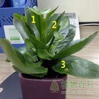 微信长寿花头像_高清长寿花花朵图片大全