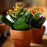 微信长寿花头像_高清长寿花花朵图片大全