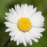 微信雏菊花头像_高清雏菊花花朵图片大全