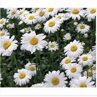 微信雏菊花头像_高清雏菊花花朵图片大全