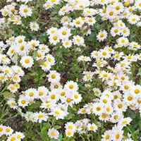 微信雏菊花头像_高清雏菊花花朵图片大全