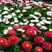 微信雏菊花头像_高清雏菊花花朵图片大全