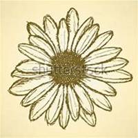 微信雏菊花头像_高清雏菊花花朵图片大全