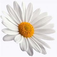 微信雏菊花头像_高清雏菊花花朵图片大全