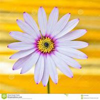 微信雏菊花头像_高清雏菊花花朵图片大全