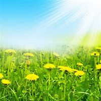 微信雏菊花头像_高清雏菊花花朵图片大全