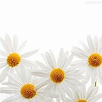 微信雏菊花头像_高清雏菊花花朵图片大全