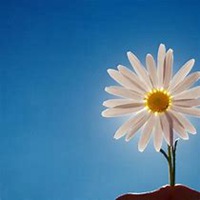 微信雏菊花头像_高清雏菊花花朵图片大全