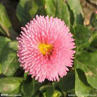 微信雏菊花头像_高清雏菊花花朵图片大全