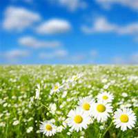 微信雏菊花头像_高清雏菊花花朵图片大全