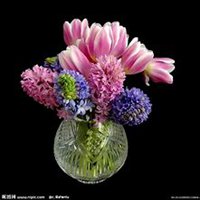 微信风信子头像_高清风信子花朵图片大全