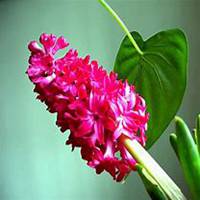 微信风信子头像_高清风信子花朵图片大全