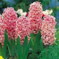 微信风信子头像_高清风信子花朵图片大全