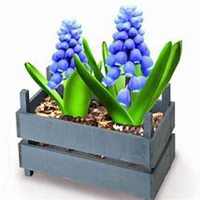 微信风信子头像_高清风信子花朵图片大全